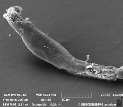 Image of Cephalodasys interinsularis Kieneke, Schmidt-Rhaesa & Hochberg 2015