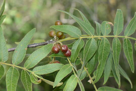 Image de Bursera Jacq. ex L.