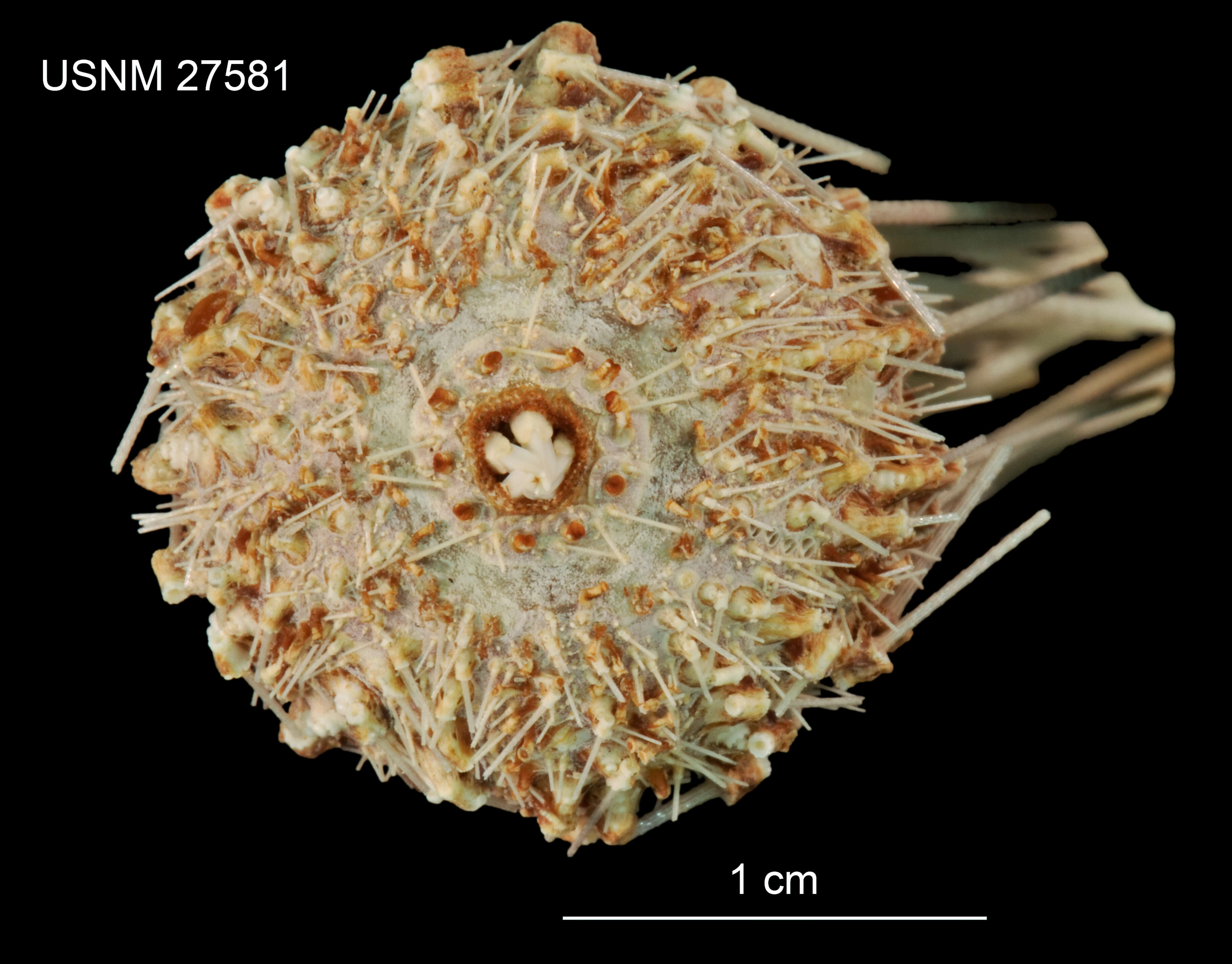 Image of Aspidodiadema arcitum Mortensen 1939