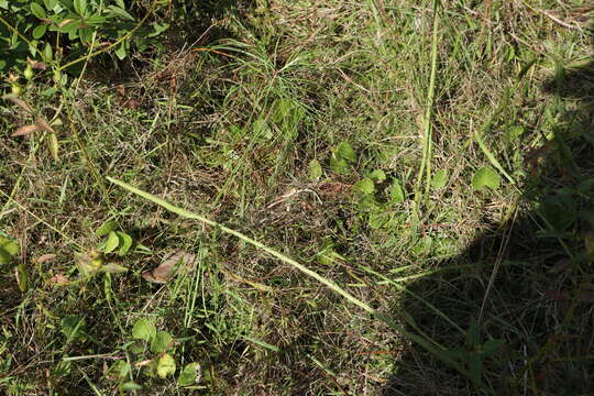 Image of southern bog clubmoss