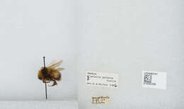 Image of Polar Bumble Bee