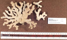 Image of Eight-ray Finger Coral