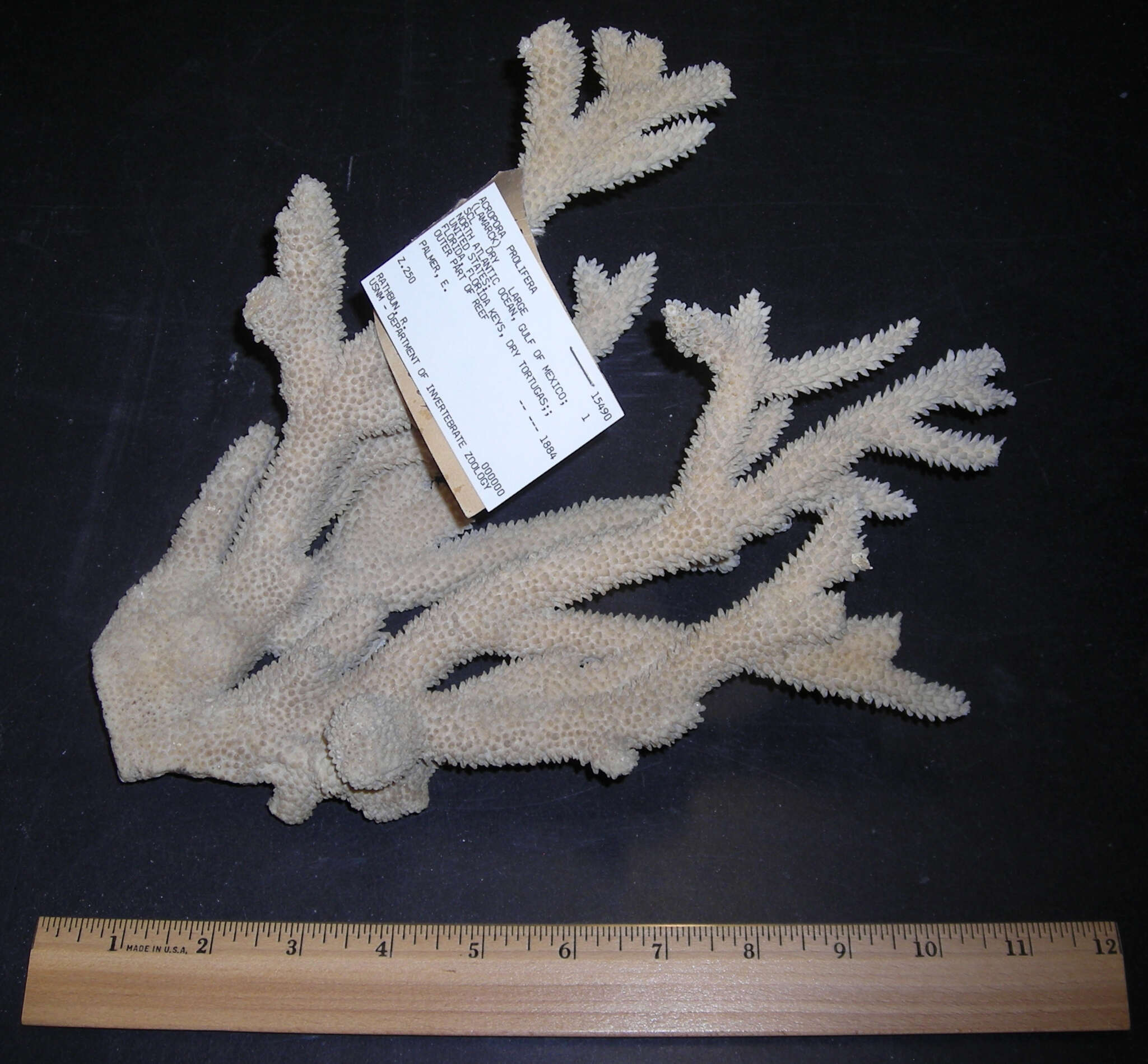 Image of Eight-ray finger coral