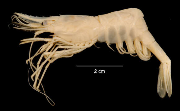 Sivun Chorismus antarcticus (Pfeffer 1887) kuva