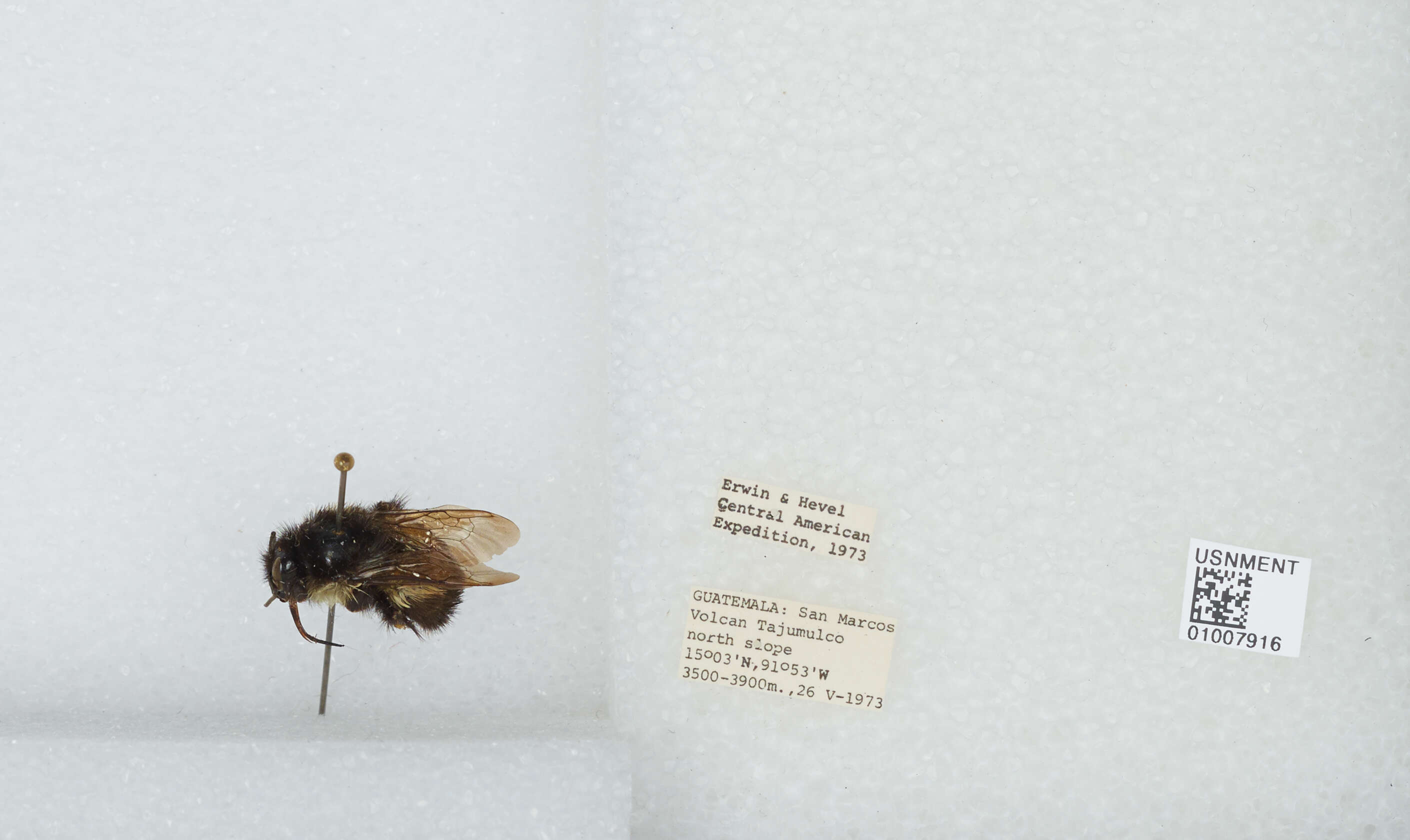 Bombus ephippiatus Say 1837 resmi