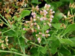 Image of Indian camphorweed