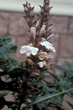 Image of Acanthus montanus (Nees) T. Anders.