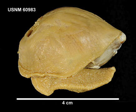 Image of Isosicyonis alba (Studer 1879)