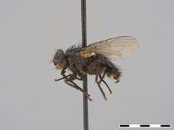 صورة Eucalliphora arta Hall 1948