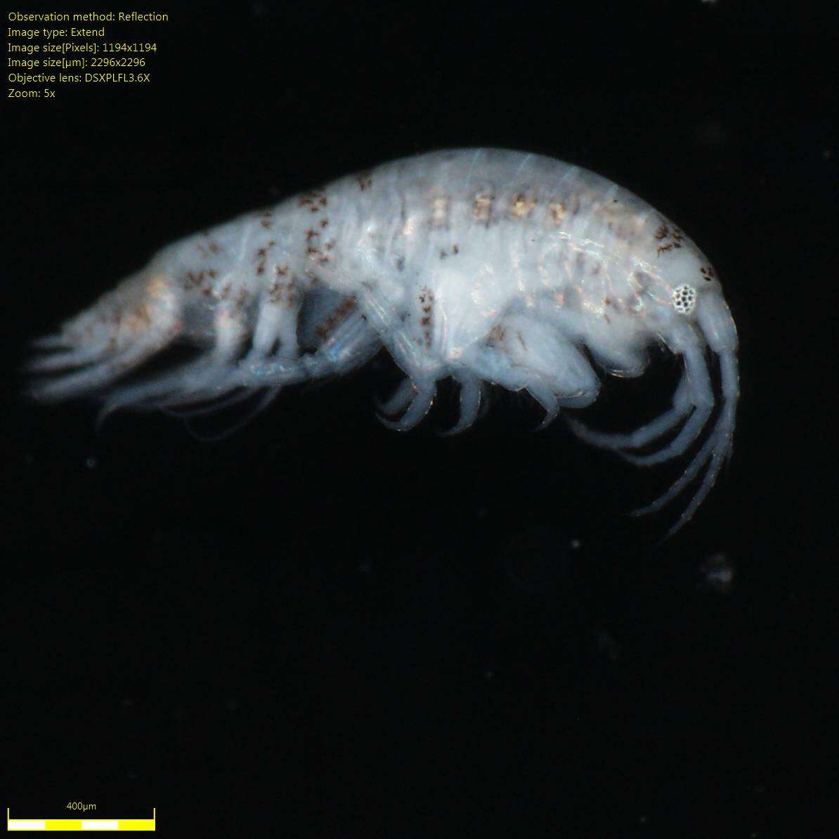 Image of Amphipoda