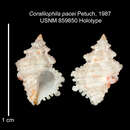 Image of Coralliophila pacei Petuch 1987