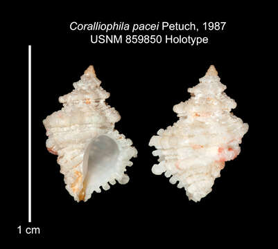 Слика од Coralliophila pacei Petuch 1987