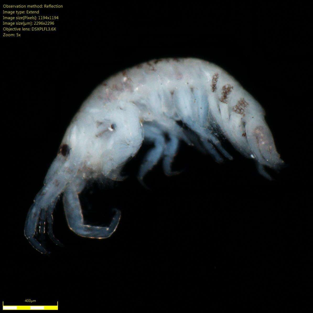 Image of Amphipoda