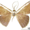 صورة Hemiphricta albicostata Warren 1906