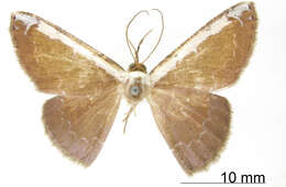 Image of Hemiphricta