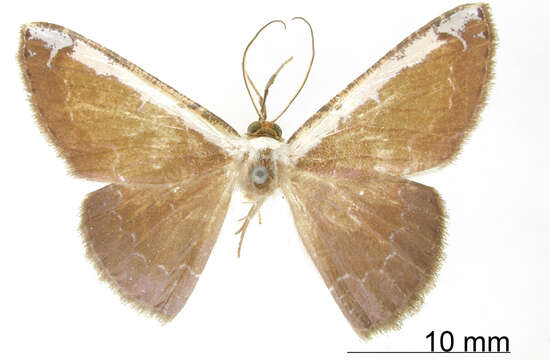 Image of Hemiphricta