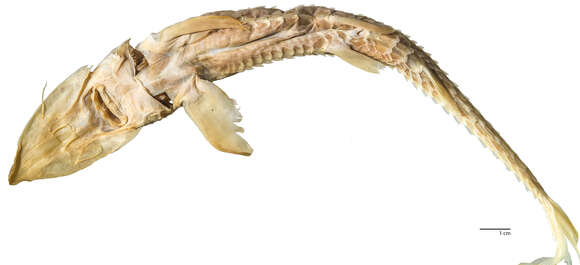 Image of Sand Sturgeon