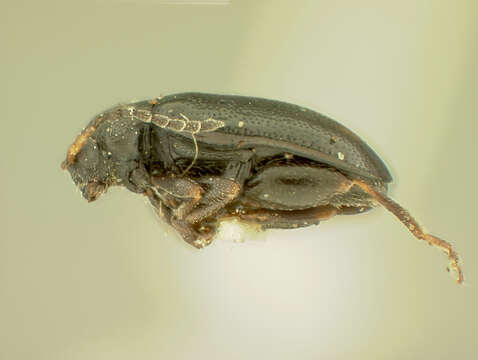 Image of Phyllotreta decipiens Horn 1889