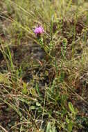 Image de Carphephorus bellidifolius (Michx.) Torr. & A. Gray