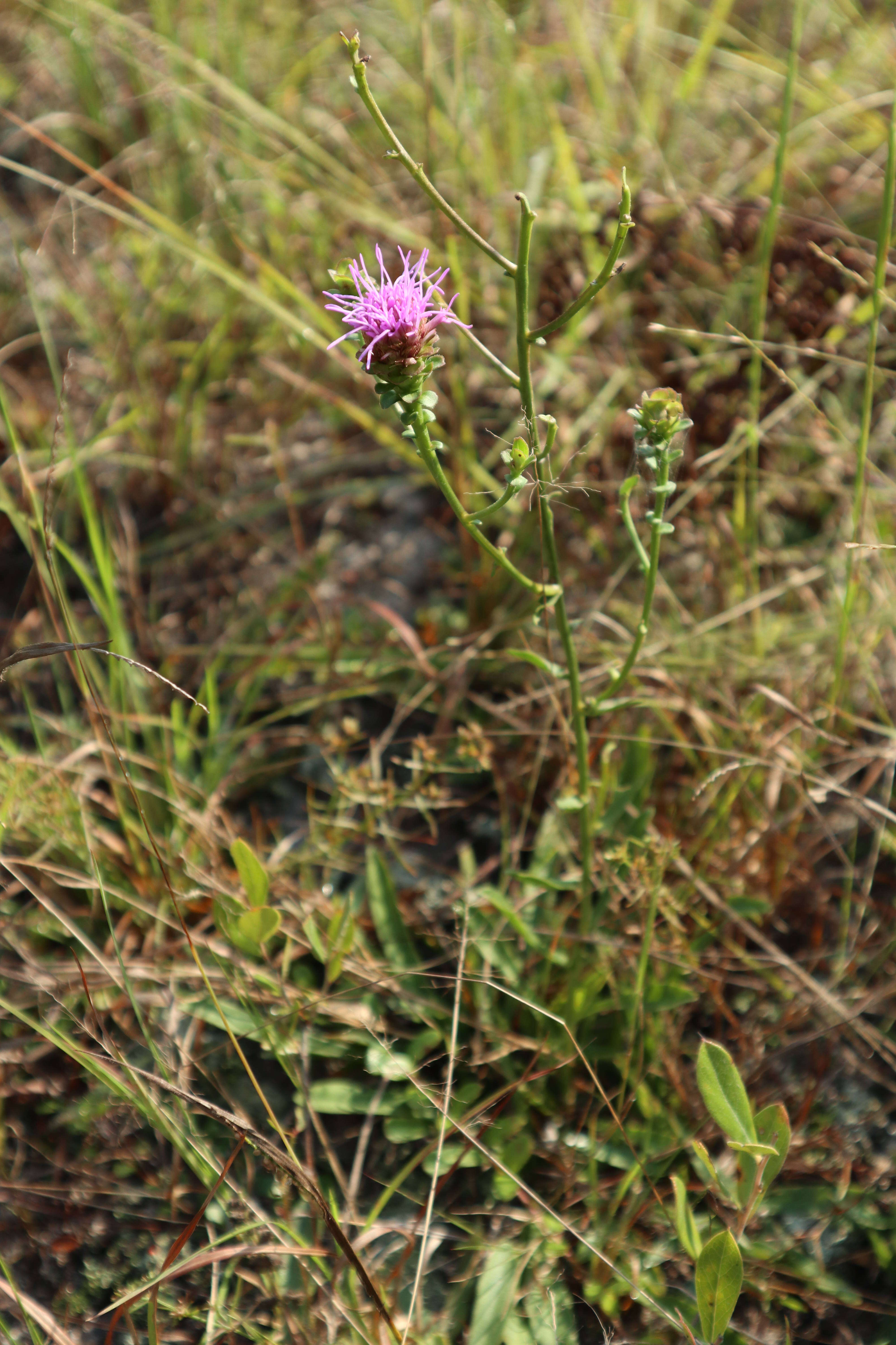 Image of sandywoods chaffhead