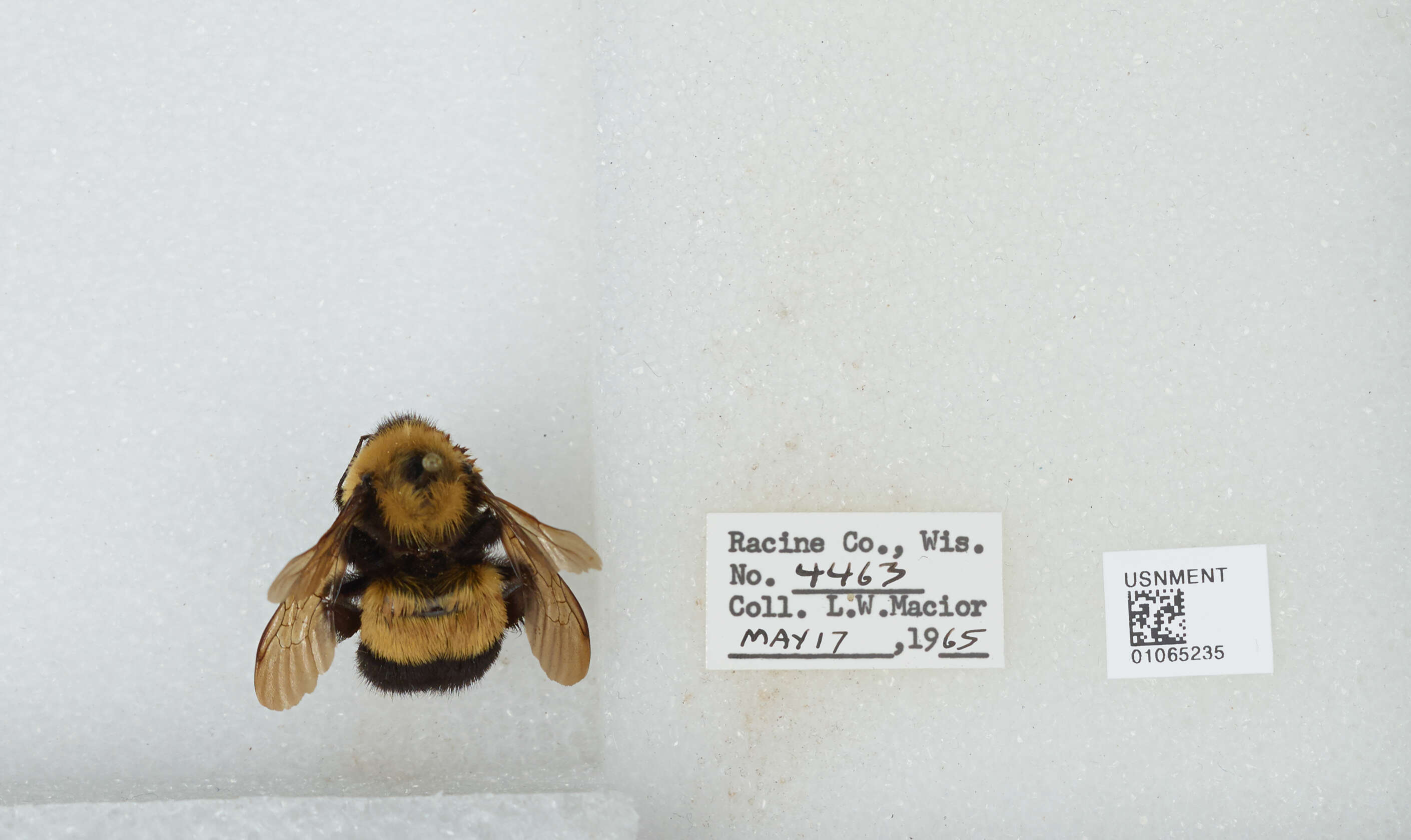 Слика од Bombus affinis Cresson 1864