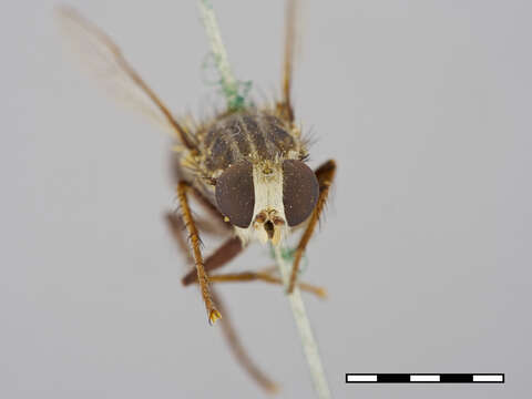 Image of Apiocera monticola Artigas 1970