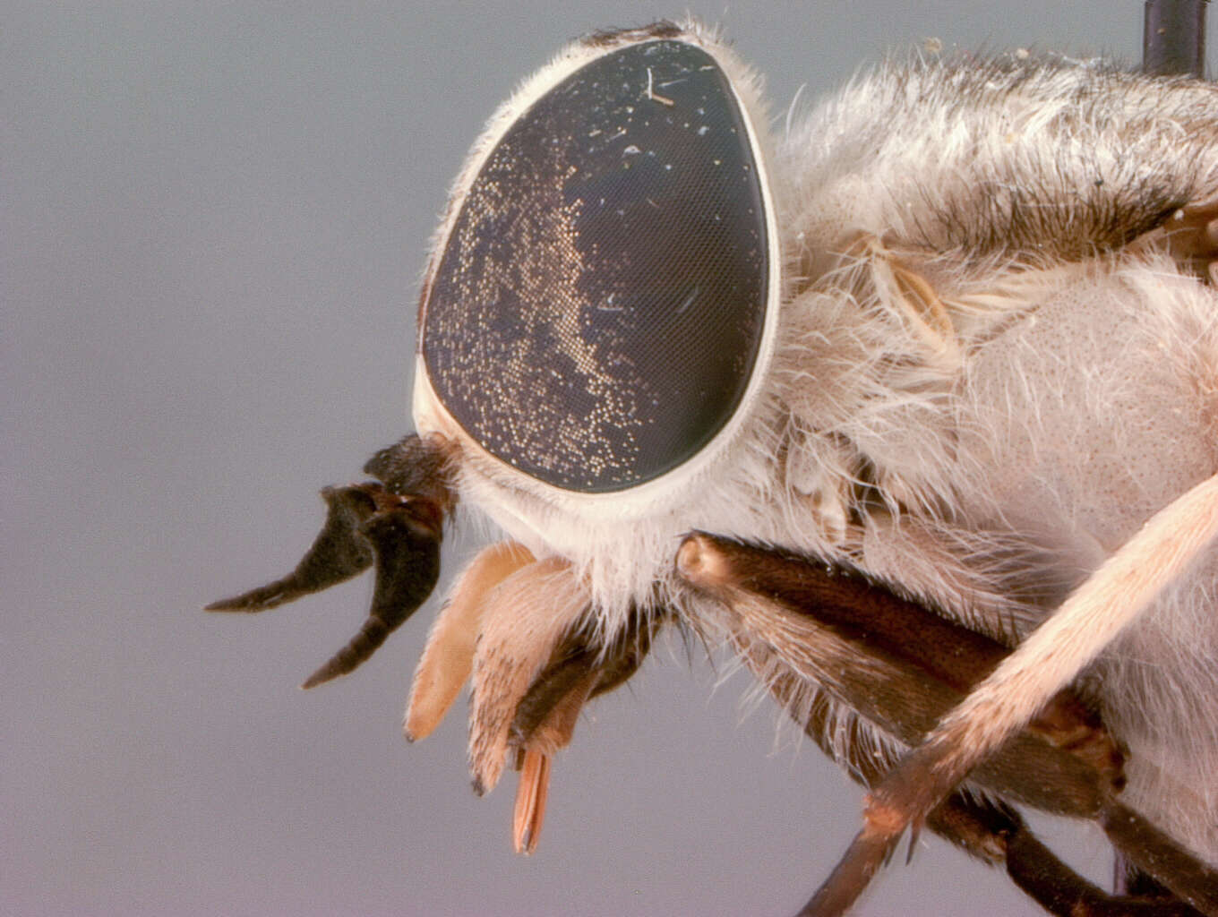 صورة Tabanus moderator Stone 1938