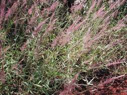 Image of Creeping Molasses Grass