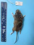 Image of White-footed Deermouse