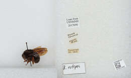 Image of Bombus rufipes Lepeletier 1836