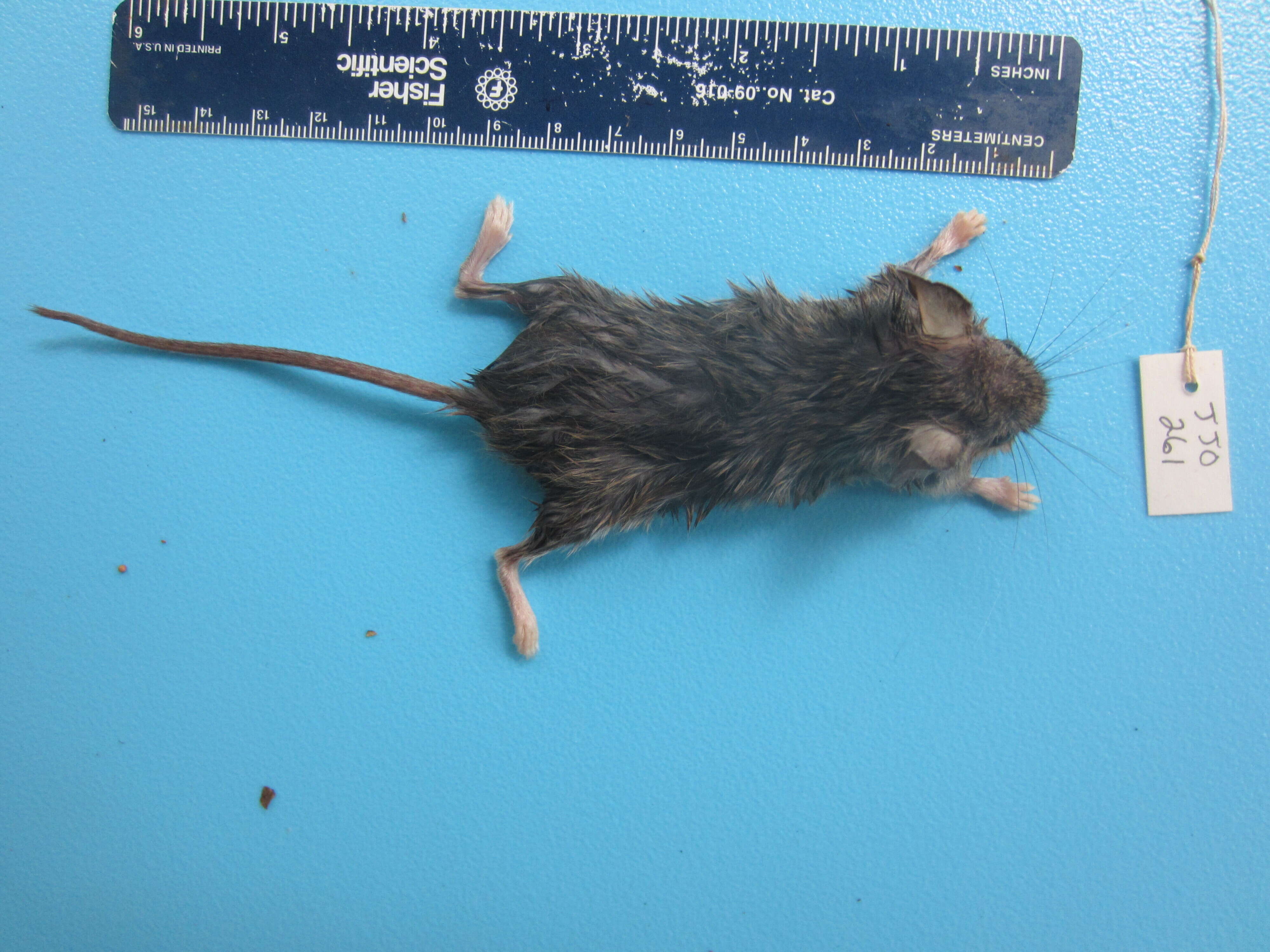 Image of White-footed Deermouse