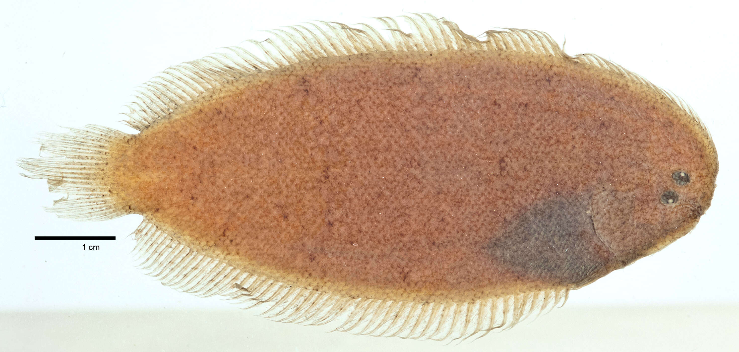 Image of Milky spotted sole