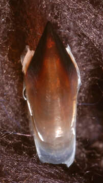 Image of Neoteuthis Naef 1921