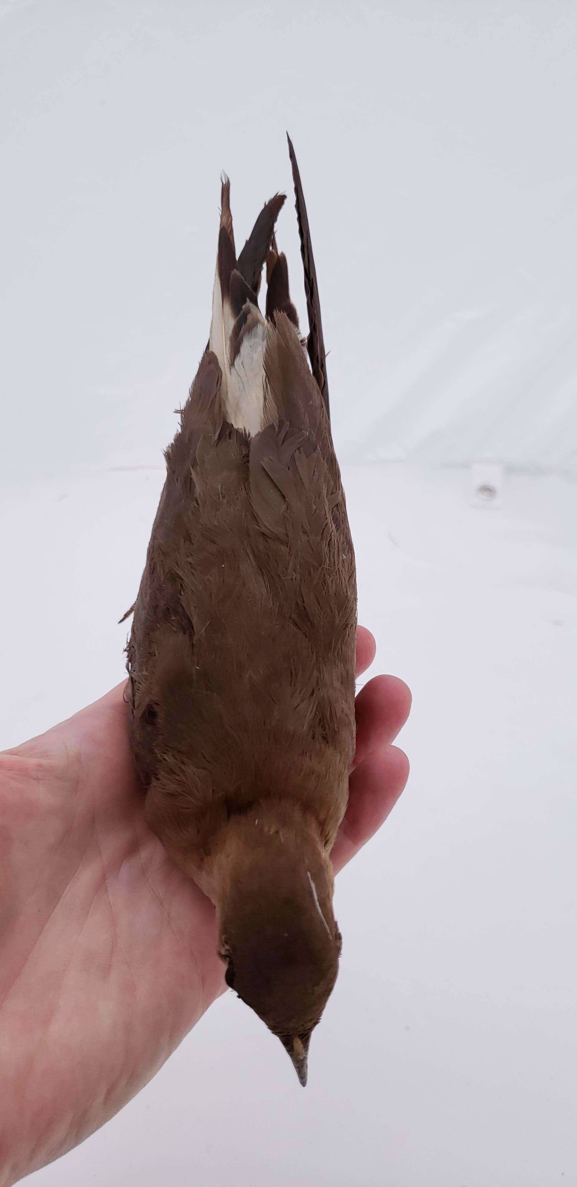 Image of Black-winged Pratincole