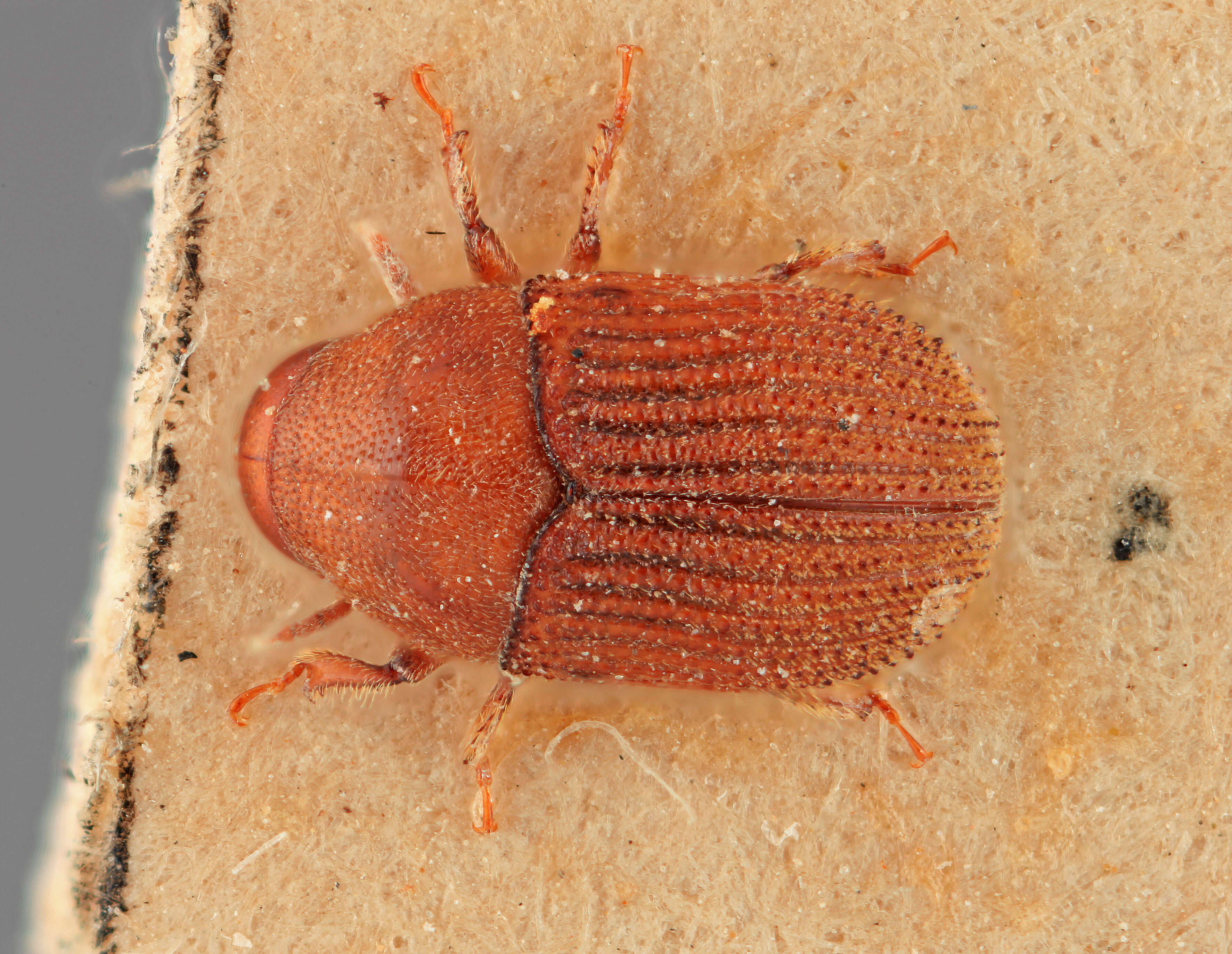 Image of Olonthogaster jiri Wood 1988