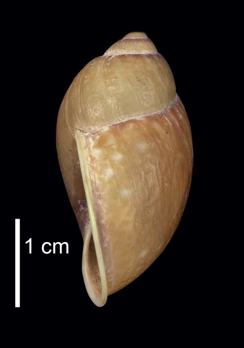 Imagem de Plekocheilus glandiformis (I. Lea 1838)