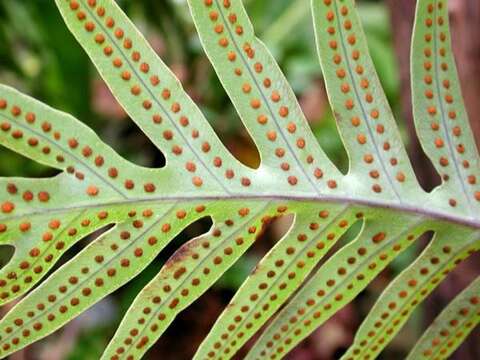 Image of Musk Fern