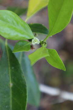 Ilex coriacea (Pursh) Chapman resmi