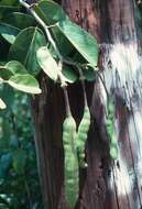 Image of Cynophalla hastata (Jacq.) J. Presl