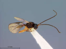 Image of Opius townsendi Fischer 1966