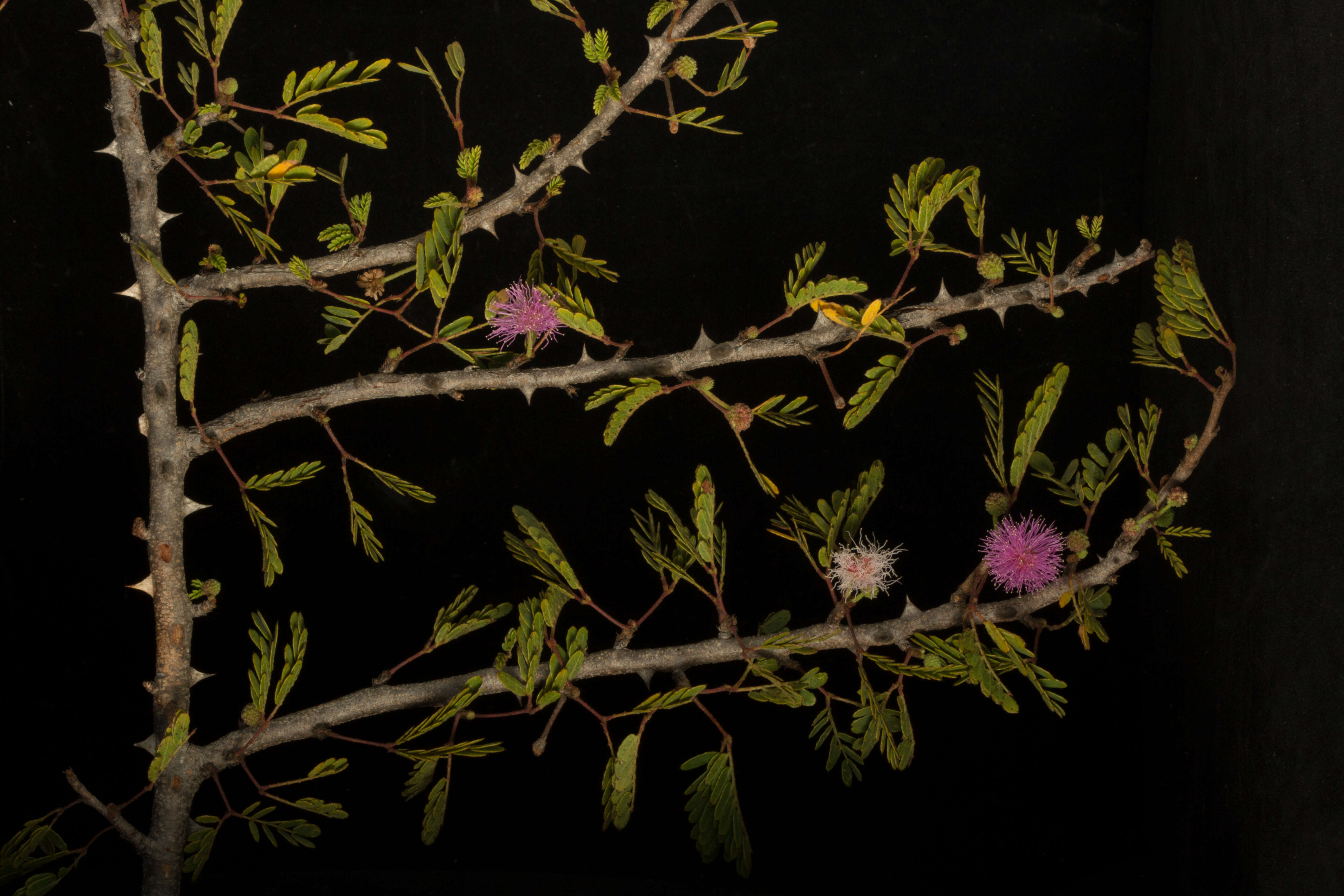 Image de <i>Mimosa tricephala</i> var. <i>nelsonii</i>