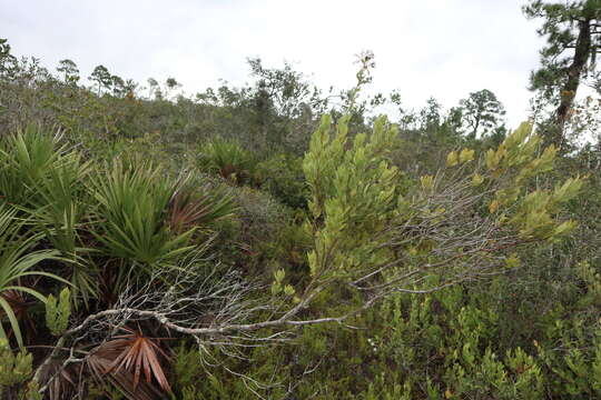 Image of flyweed