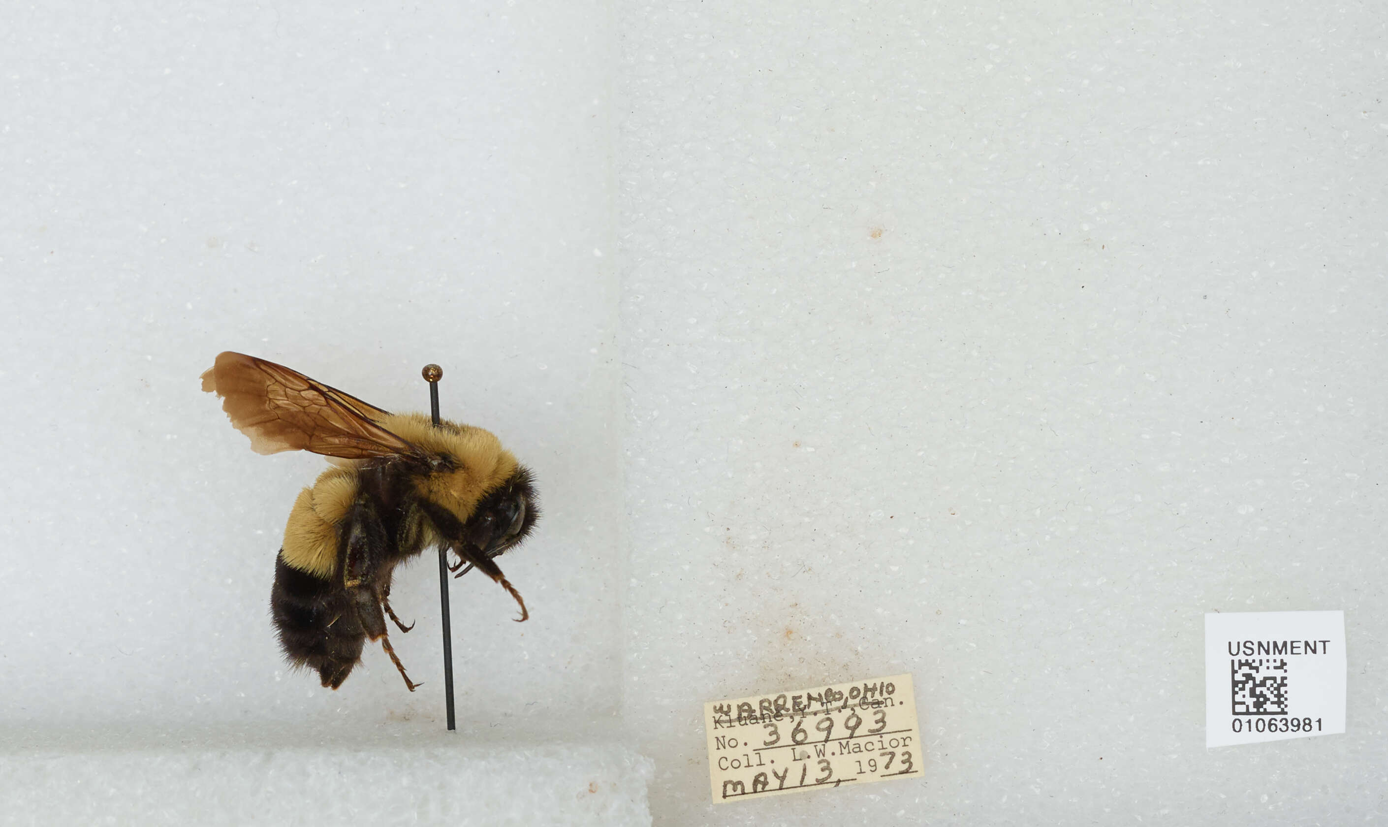 Слика од Bombus affinis Cresson 1864