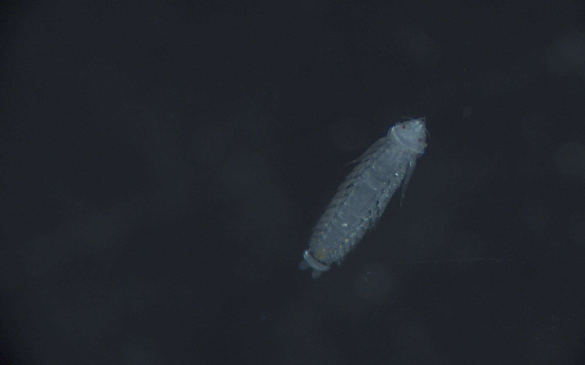 Image of Phyllodocida