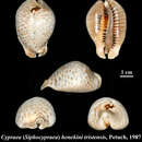 Image of Cypraea henekeni (Sowerby 1850)