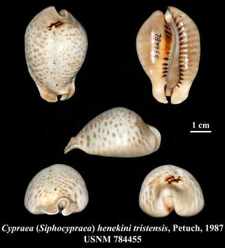 Image of Cypraea henekeni (Sowerby 1850)