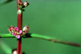 صورة Ammannia coccinea Rottb.