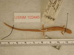 Image of Oregon Slender Salamander