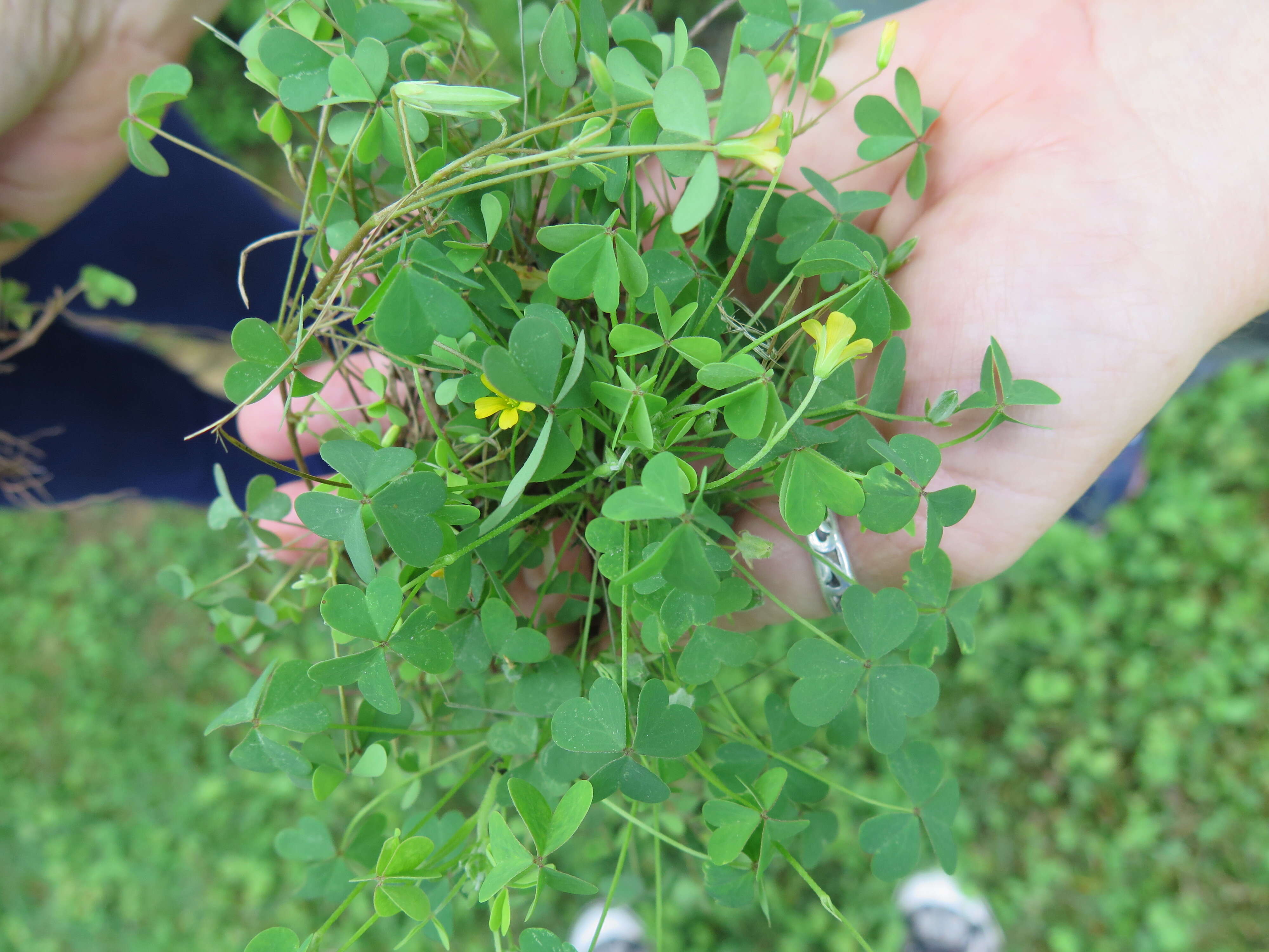 Imagem de Oxalis florida Salisb.