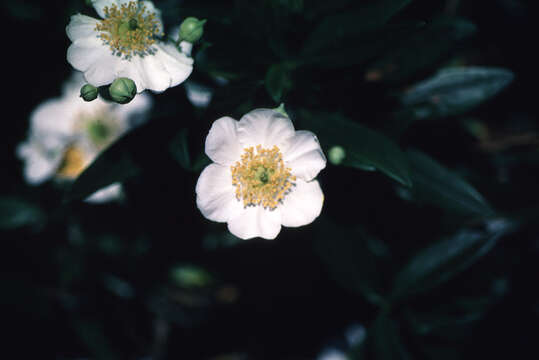 Image of tree anemone